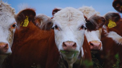 Pastoreo en sistema regenerativo circular permite altas ganancias de peso