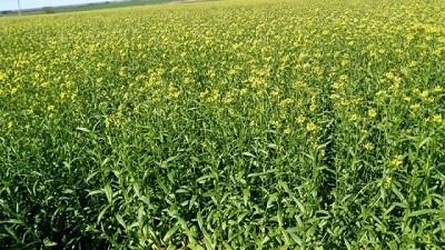 Camelina, un cultivo con un futuro interesante