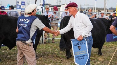 Los lotes grandes campeones terneros fueron de Nirihuau y Santa Rosa