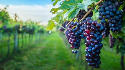 Syngenta lanza dos insecticidas biológicos para control de la plaga principal de la vid