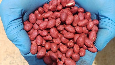 Un nuevo inoculante para maní promete 970 kilos extras potenciando los efectos de dos microorganismos