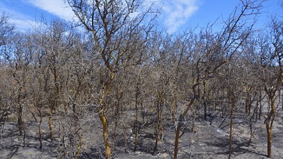 Ante un clima seco y caluroso, cómo reducir el riesgo de incendios