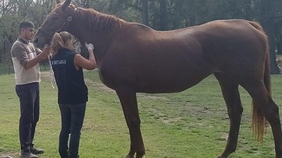 Encefalomielitis equina: La vacunación como herramienta de prevención efectiva