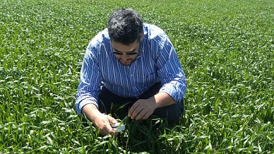 Nuevo fertilizante nitrogenado que asegura el potencial del cultivo de fina