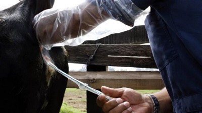 Impacto del uso de estradiol en exportaciones de carne: Brasil y Uruguay frente a las exigencias de UE