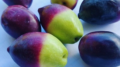 El desarrollo de variedades adaptadas potencia la productividad de la olivicultura