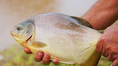 Cultivo de peces, mariscos y algas: una actividad con futuro promisorio