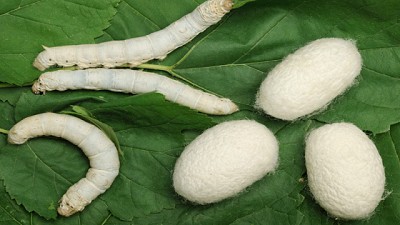 INTA AMBA: claves para la cría de Gusano de seda