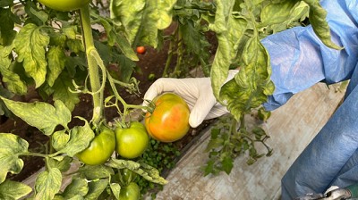 Monitoreo y toma de muestras en plantaciones de Tomate y Pimientos de Tucumán