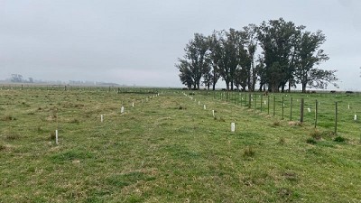 Lanzan un proyecto para reforestar y poner en valor los suelos de los campos en Pergamino