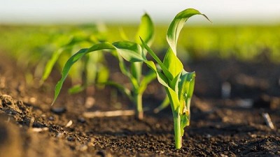 La deficiencia de boro afecta el rendimiento de los cultivos