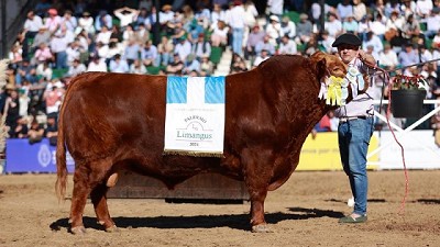 Resaltan la demanda y los valores alcanzados por los Limangus: vendieron un toro a $25 millones