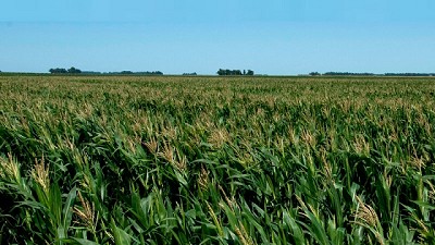 Convey, un actor clave en la próxima campaña de maíz