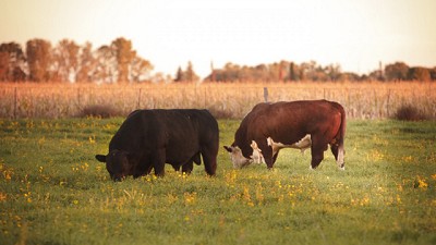 Prevención, vigilancia y control de la rabia paresiante en el sector productivo