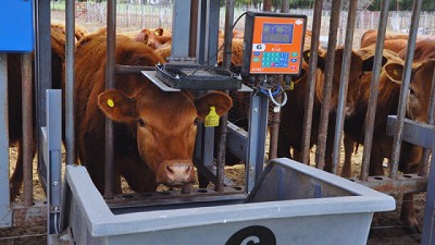 Optimizar la ganadería: tecnologías para la toma de decisiones