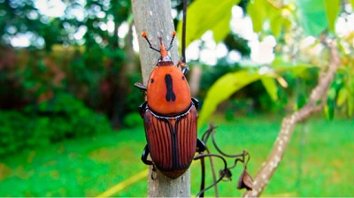 Pautas sanitarias para diferenciar el picudo rojo de las palmeras del picudo negro