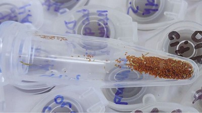 Descubren una enzima clave para la germinación de las semillas