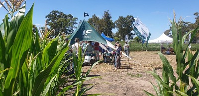 Con bioestimulación, la campaña gruesa propone un esquema de nutrición eficiente