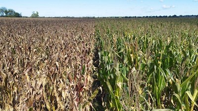 Grupo Los Grobo presenta un nuevo híbrido de marca propia con alta tolerancia a Spiroplasma