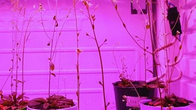 Descubren enzima MBD4L, clave para la germinación de las semillas