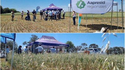 Un cultivo de servicio consume agua, pero termina infiltrando más