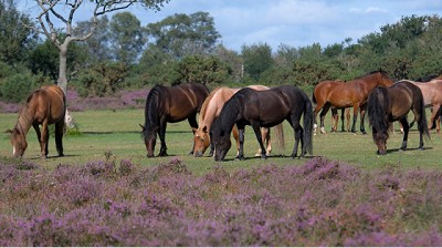 Encefalomielitis equina: La notificación de sospechas fortalece su vigilancia