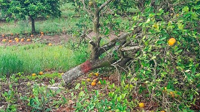 HLB: Se erradicaron 19 plantas positivas en dos localidades de la provincia de Corrientes