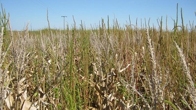 Nueva resistencia múltiple en Yuyo colorado a sulfentrazone combinada con las ya existentes a herbicidas ALS y glifosato