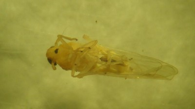 Detectan los primeros ejemplares de chicharrita africana en la Argentina