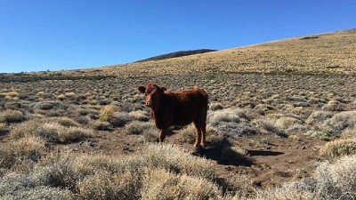 Estudio inédito a nivel global revela claves sobre un grave problema de los ecosistemas áridos