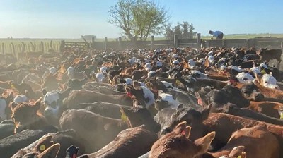 Mercado del ganado gordo con un panorama más ágil en concreción de negocios