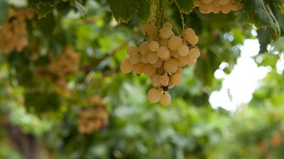 Mendoza: Se emitió la primera alerta para el control de la plaga Lobesia botrana