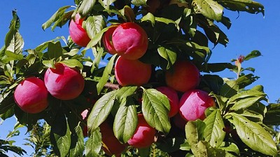 Argentina presenta nueva variedad de Ciruelo de alta calidad