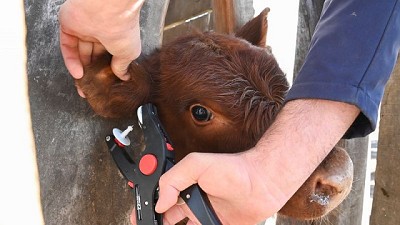 Para potenciar el perfil exportador Ganadero, el Gob. anunció el Sistema Nacional de Trazabilidad Electrónica Individual