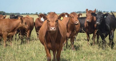 Ganadería y exportaciones: un septiembre récord para la carne vacuna argentina