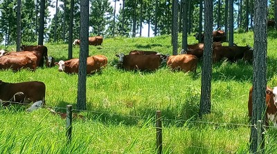 Se registra el valor más alto de los últimos 10 años en la actividad Inmobiliaria Rural