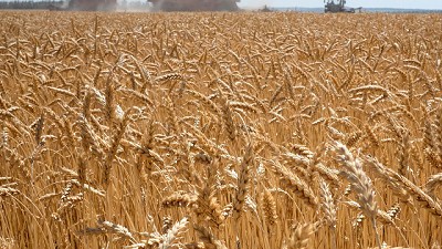 Se proyecta una disminución en la producción de trigo de Rusia por tercer año consecutivo debido a la sequía