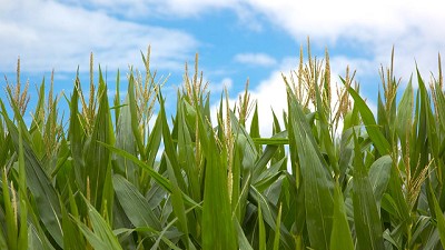 El Gobierno nacional autorizó dos nuevos productos biotecnológicos de maíz