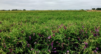 Cultivos de Servicios en Argentina: Oportunidades y Desafíos en la Campaña 2023/24