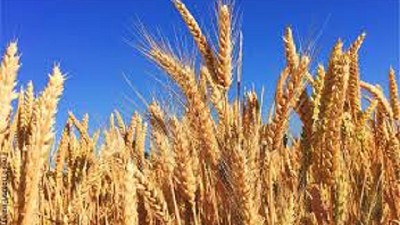 Cebada: Panorama de producción y mercados