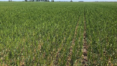 Lluvias Benefician a Cultivos en Argentina: Maíz, Girasol y Trigo Mejoran Condiciones