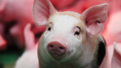 Las exportaciones del sector porcino argentino crecieron 35,1% en los primeros nueve meses del año