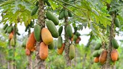 Detectan un virus que afecta a la papaya
