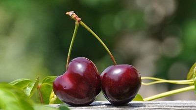 Con agroelectrónica 4.0, mejoran la calidad de las cerezas de exportación