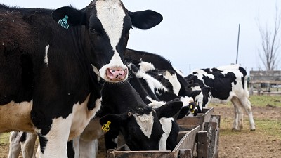 Por primera vez en la historia argentina, una empresa emitió un warrant ganadero