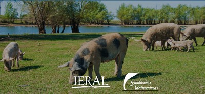 Repunte en la rentabilidad Porcina: Granjas alcanzan números positivos en el cuarto trimestre