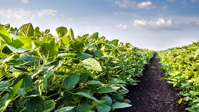 Panorama para precios de Soja bajo un manto de pesimismo, por Manuel Alvarado Ledesma - Agrositio