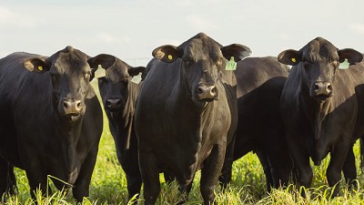 El consumo de carne vacuna en Argentina y las perspectivas del sector ganadero: un análisis de la situación actual