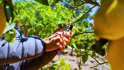 Poda en huertos de limones