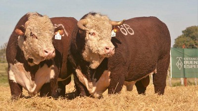 Las lluvias cambiaron el ánimo de los productores ganaderos